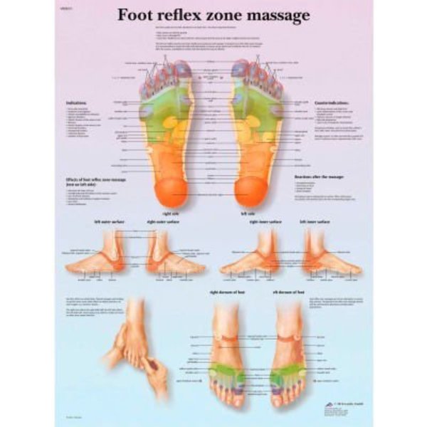 Fabrication Enterprises 3B® Anatomical Chart - Foot Massage, Reflex Zone, Paper 12-4604P